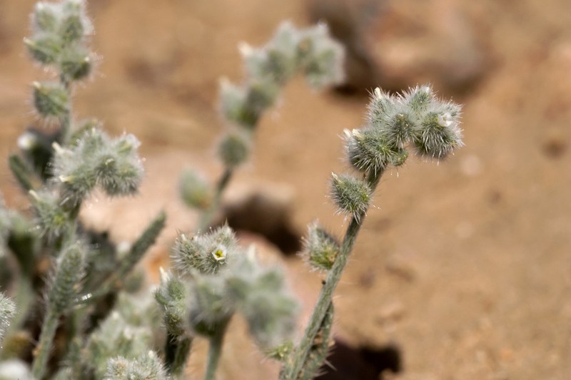 Low Cryptantha photo 8
