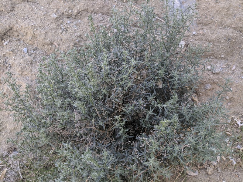 Bushy Cryptantha