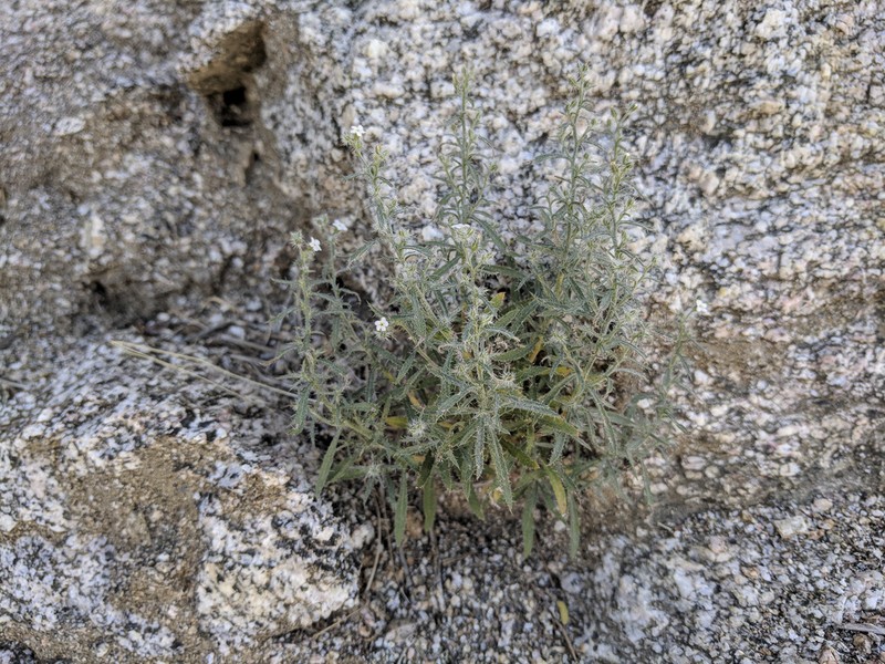 Bushy Cryptantha photo 2