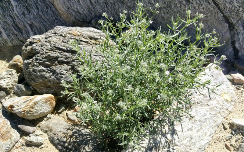 Bushy Cryptantha photo 3