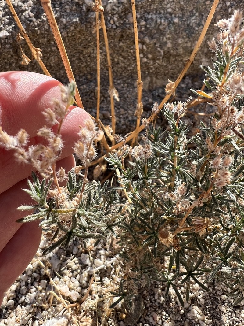 Bushy Cryptantha photo 4