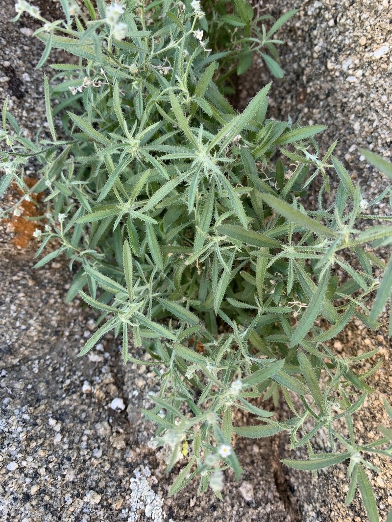 Bushy Cryptantha photo 5