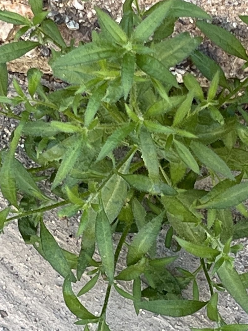 Bushy Cryptantha photo 6