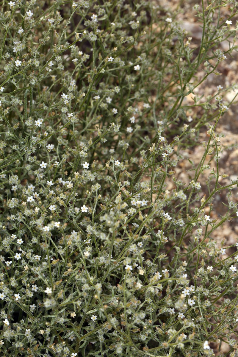 Bushy Cryptantha photo 7