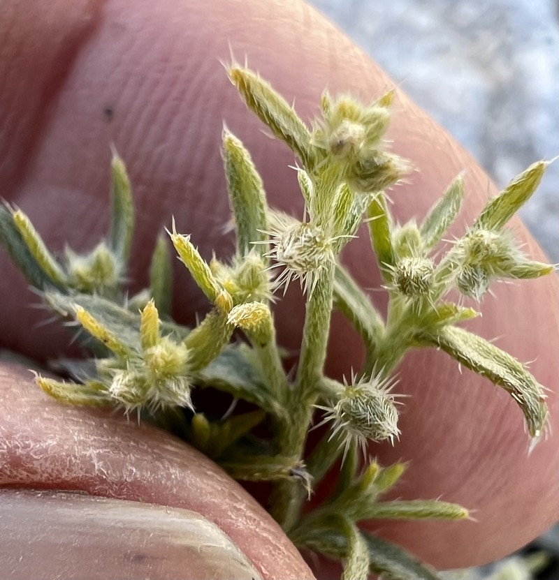 Bushy Cryptantha photo 8
