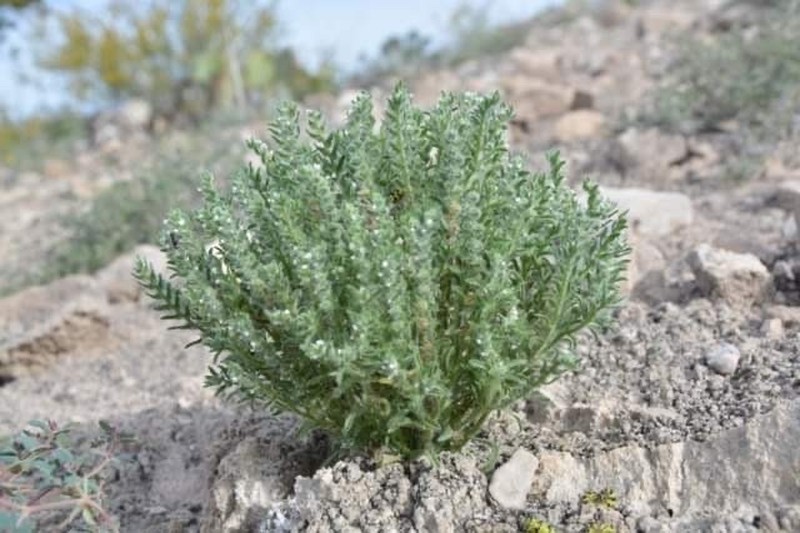 Johnstonella sheylae