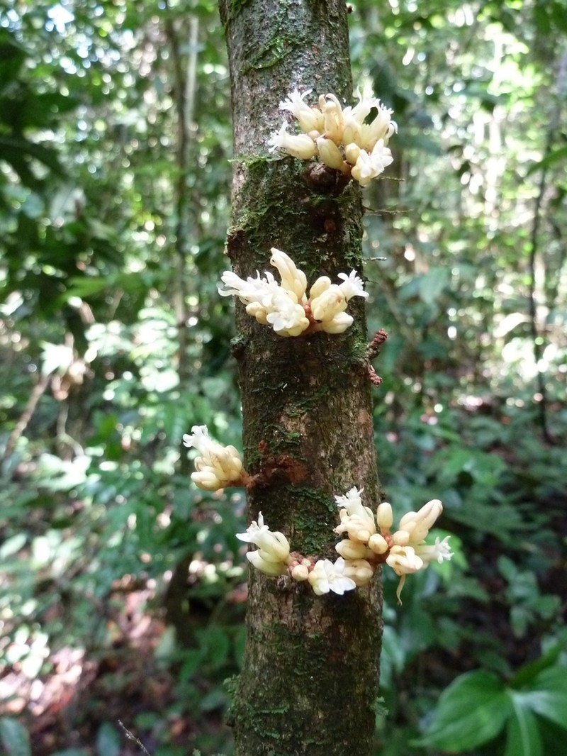 Jollydora armandui