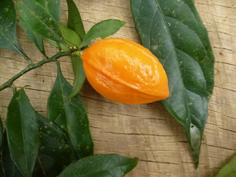 Jongkindia mulbahii photo 2