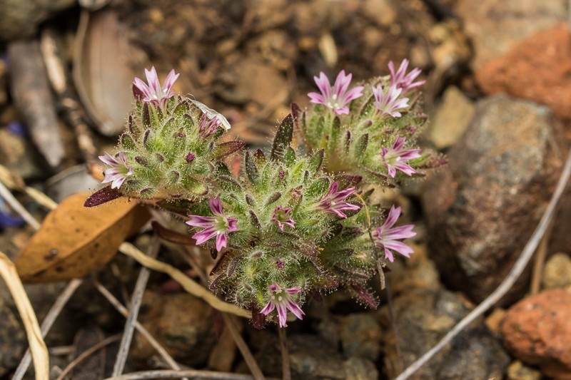 Jordania confertifolia