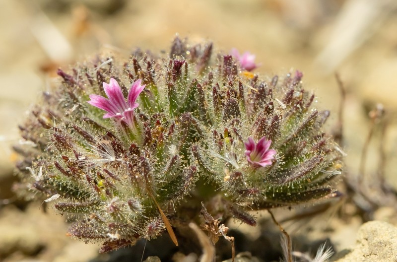 Jordania confertifolia photo 2