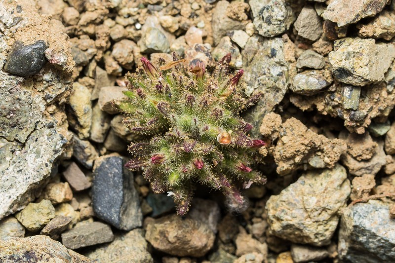 Jordania confertifolia photo 5