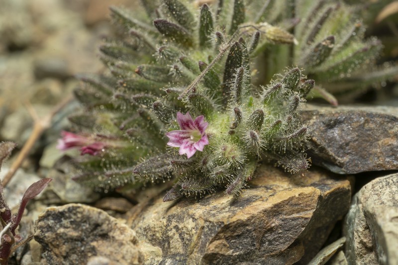 Jordania confertifolia photo 6