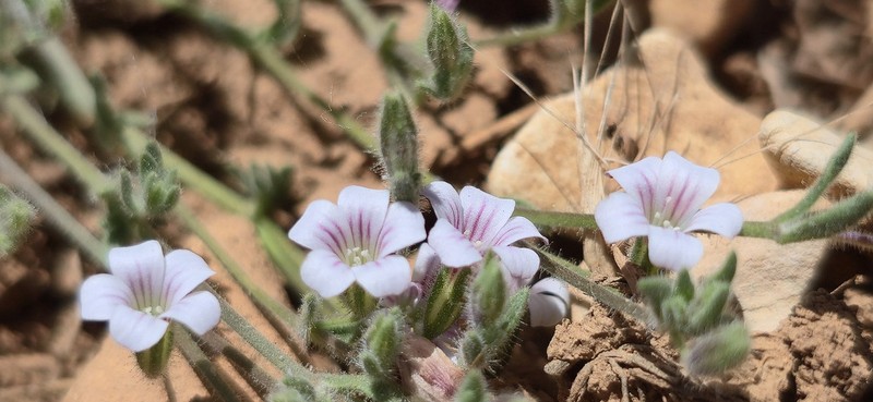 Jordania frankenioides
