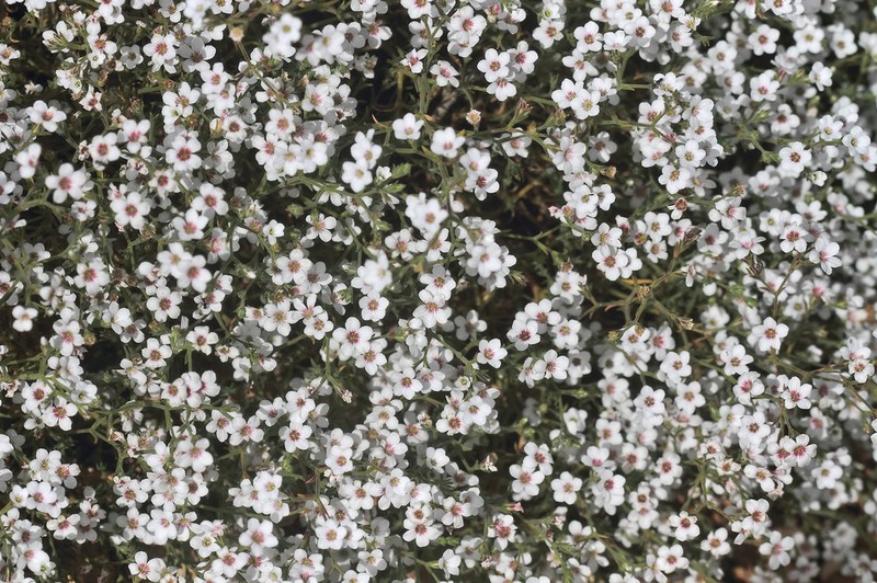 Jordania ortegioides