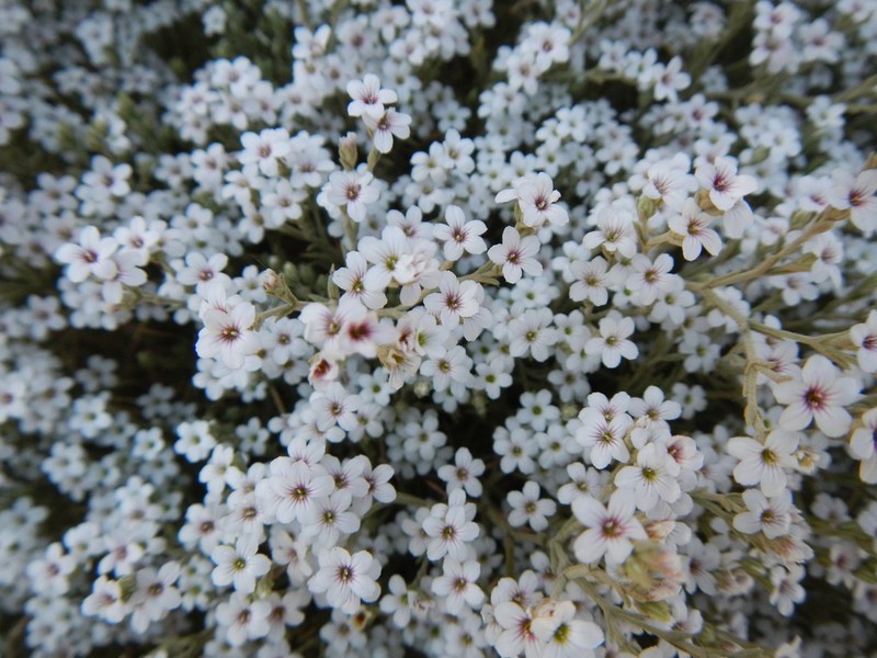 Jordania ortegioides photo 2