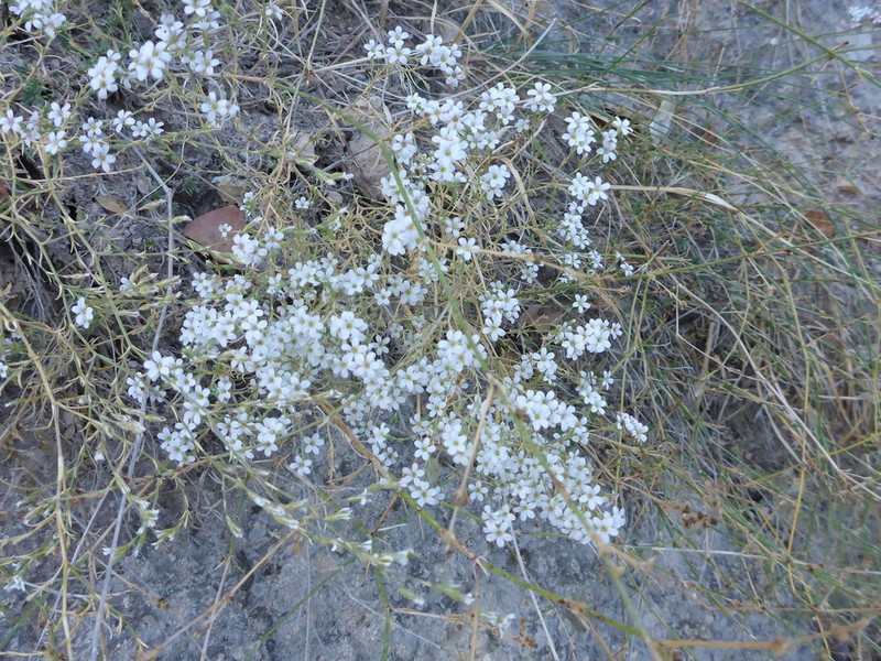 Jordania ortegioides photo 3