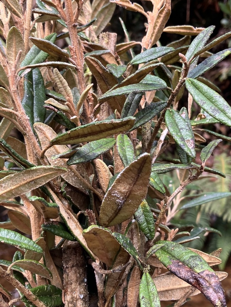 Joseanthus chimborazensis