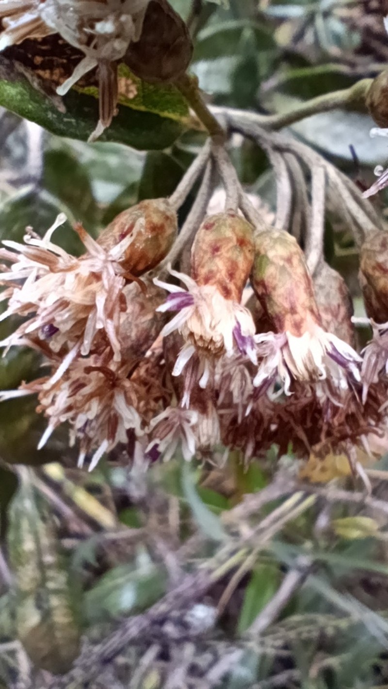 Joseanthus chimborazensis photo 2