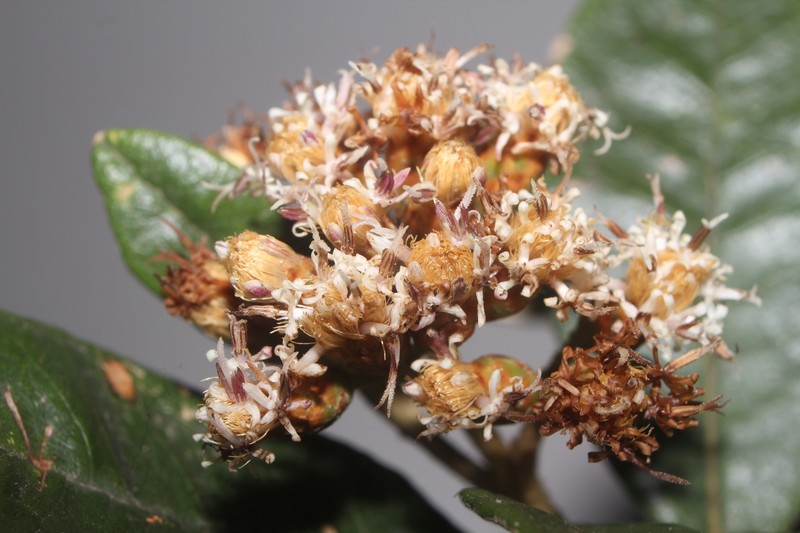 Joseanthus chimborazensis photo 4