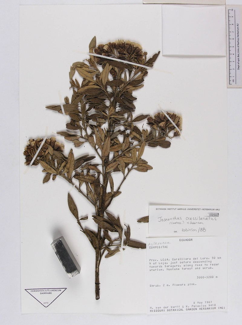 Joseanthus chimborazensis photo 5