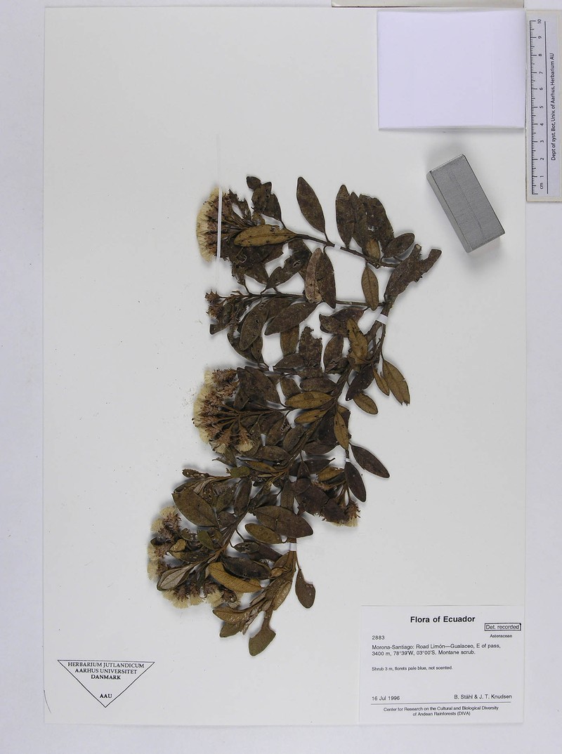 Joseanthus cuatrecasasii