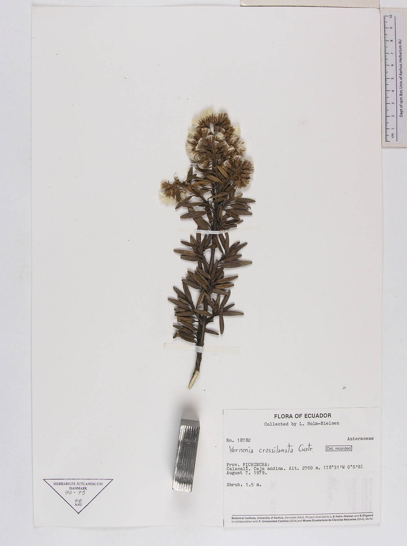Joseanthus cuatrecasasii photo 2