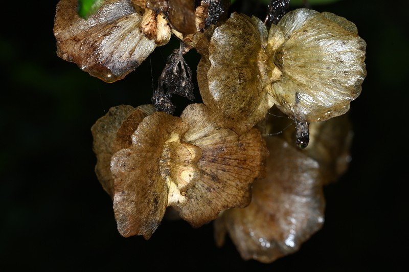 Jubelina rosea