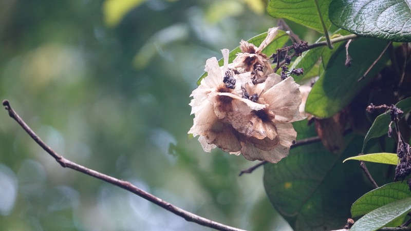 Jubelina rosea photo 2