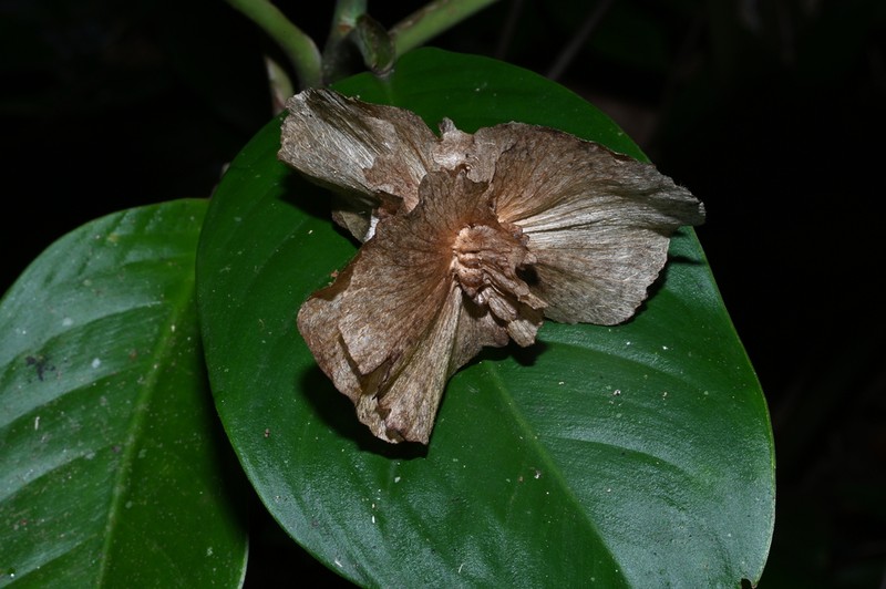 Jubelina rosea photo 3