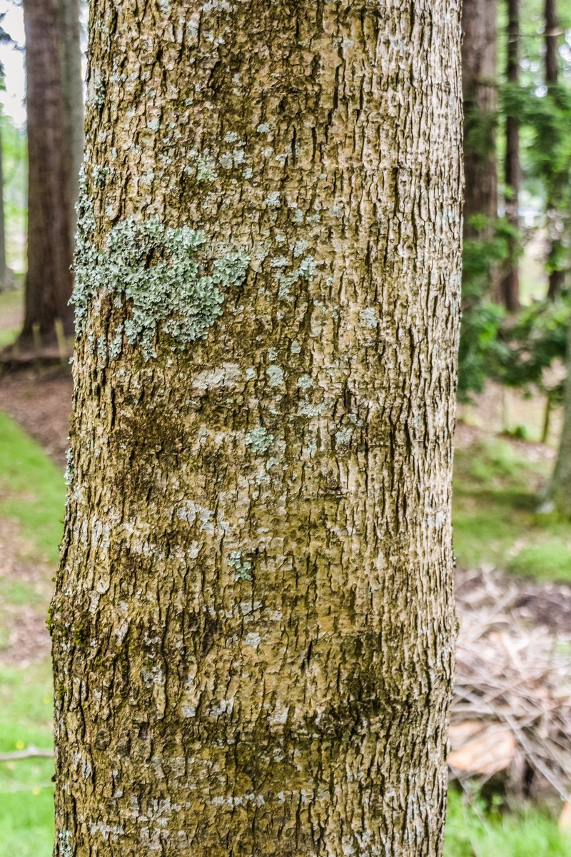Juglans australis
