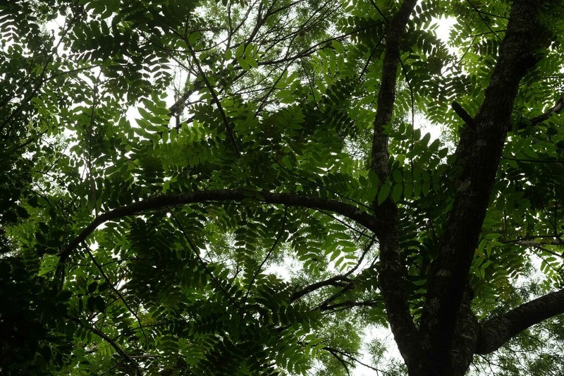 Juglans australis photo 2