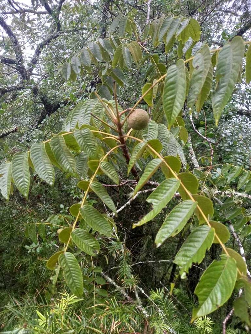 Juglans australis photo 3