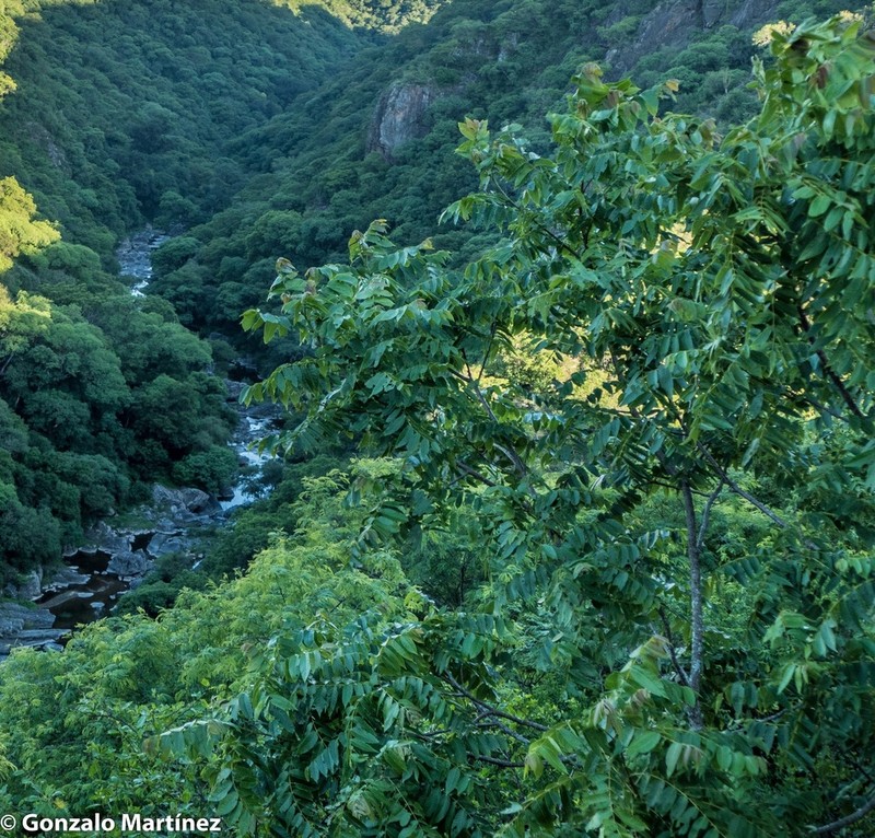 Juglans australis photo 4