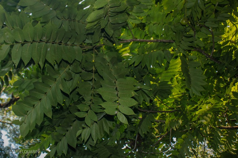 Juglans australis photo 5