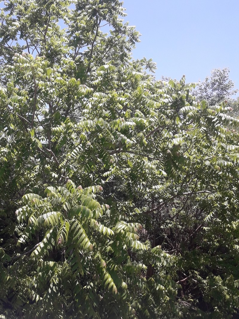 Juglans australis photo 6