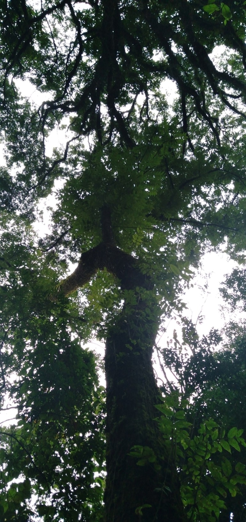 Juglans australis photo 7