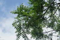 Bolivian Walnut