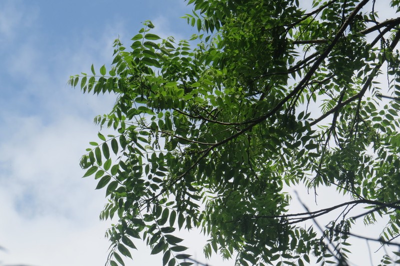 Bolivian Walnut