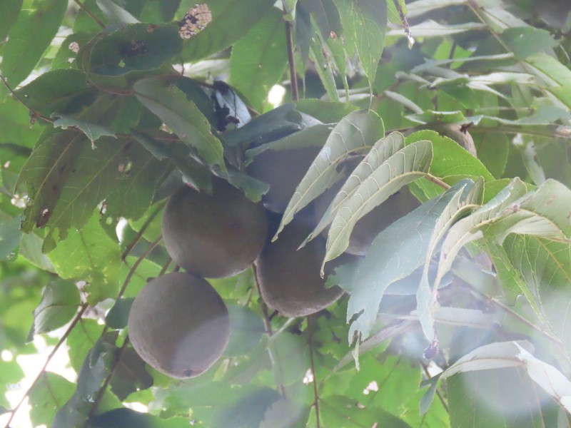 Bolivian Walnut photo 2