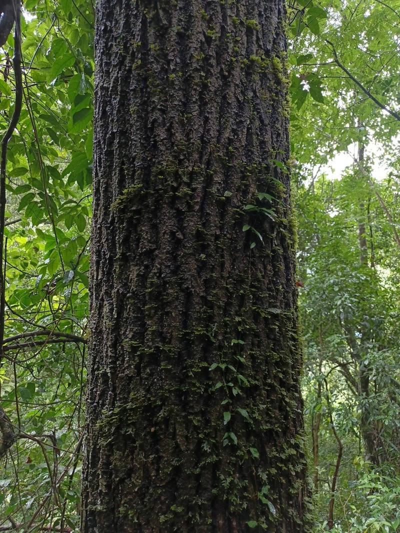 Bolivian Walnut photo 3