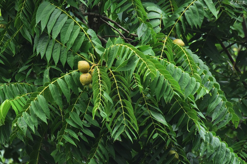 Bolivian Walnut photo 4