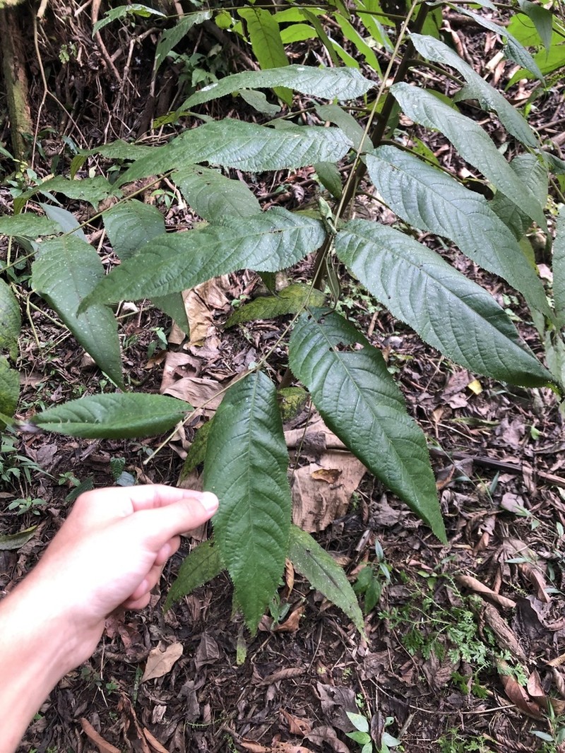 Bolivian Walnut photo 5