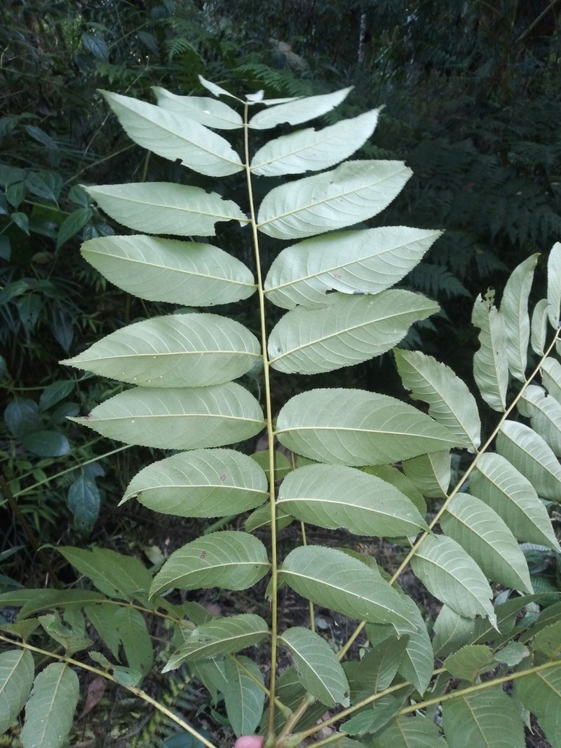 Bolivian Walnut photo 6
