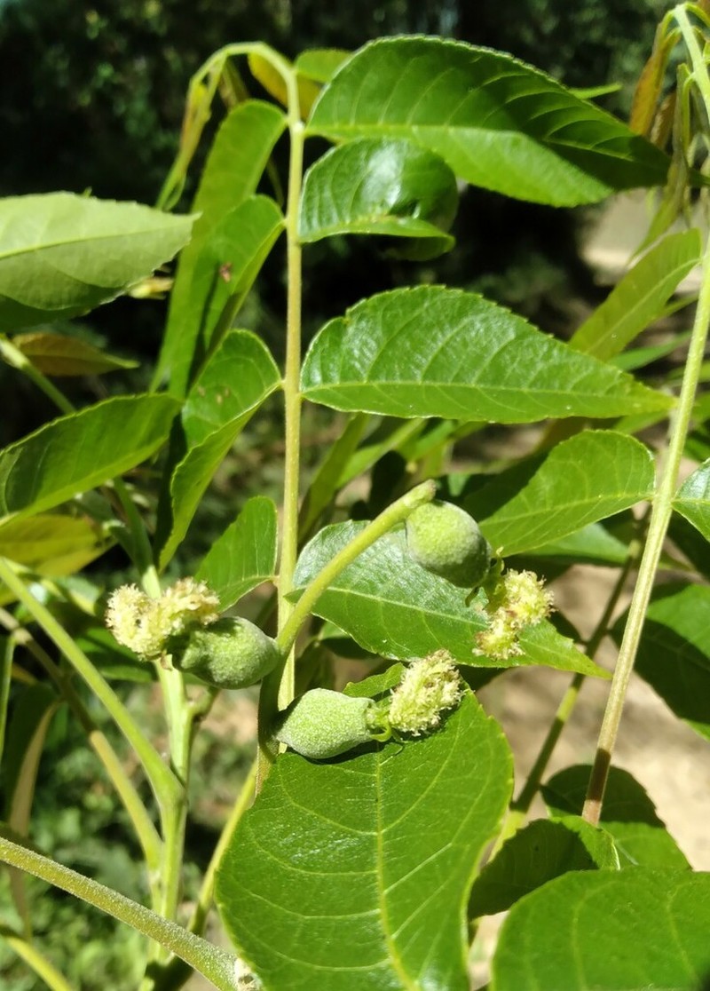 Bolivian Walnut photo 7