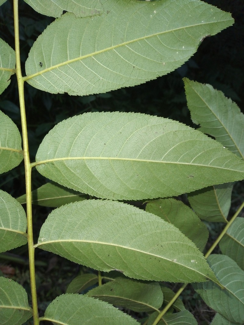Bolivian Walnut photo 8