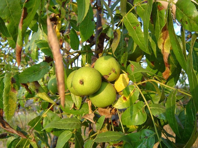 Southern California Walnut