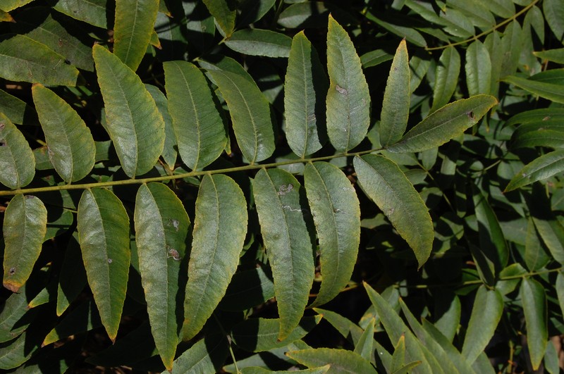 Southern California Walnut photo 2