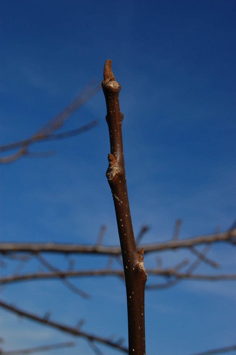 Southern California Walnut photo 3