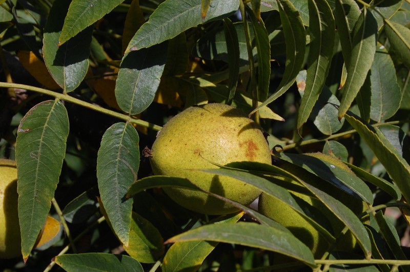 Southern California Walnut photo 4