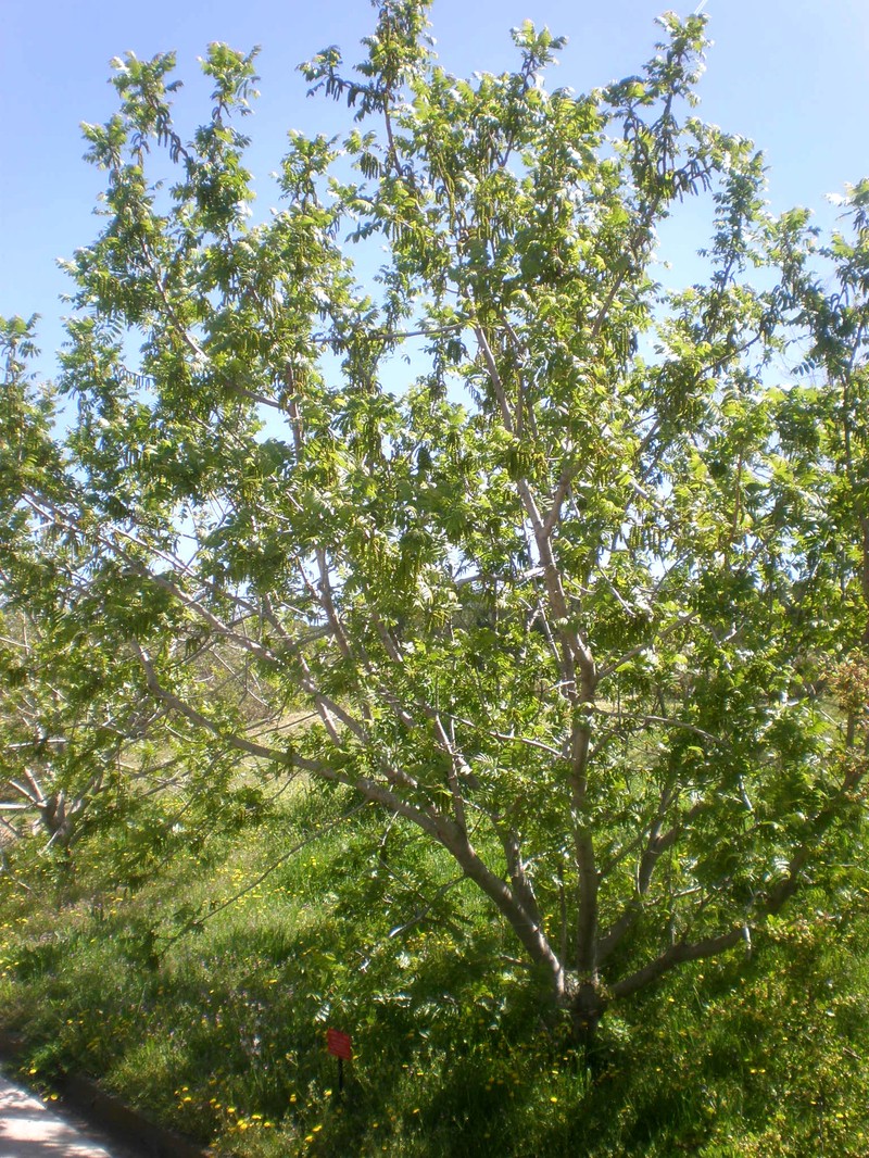 Southern California Walnut photo 5